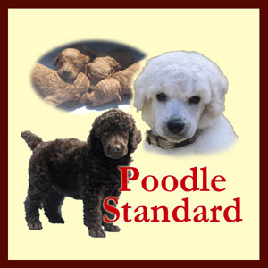 スタンダードプードルの子犬販売 ブリーダー子犬情報doggy One